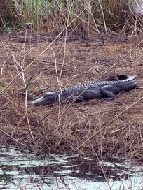 Savannah National wildlife refuge.