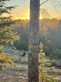 Greeted by cows at the cabin!