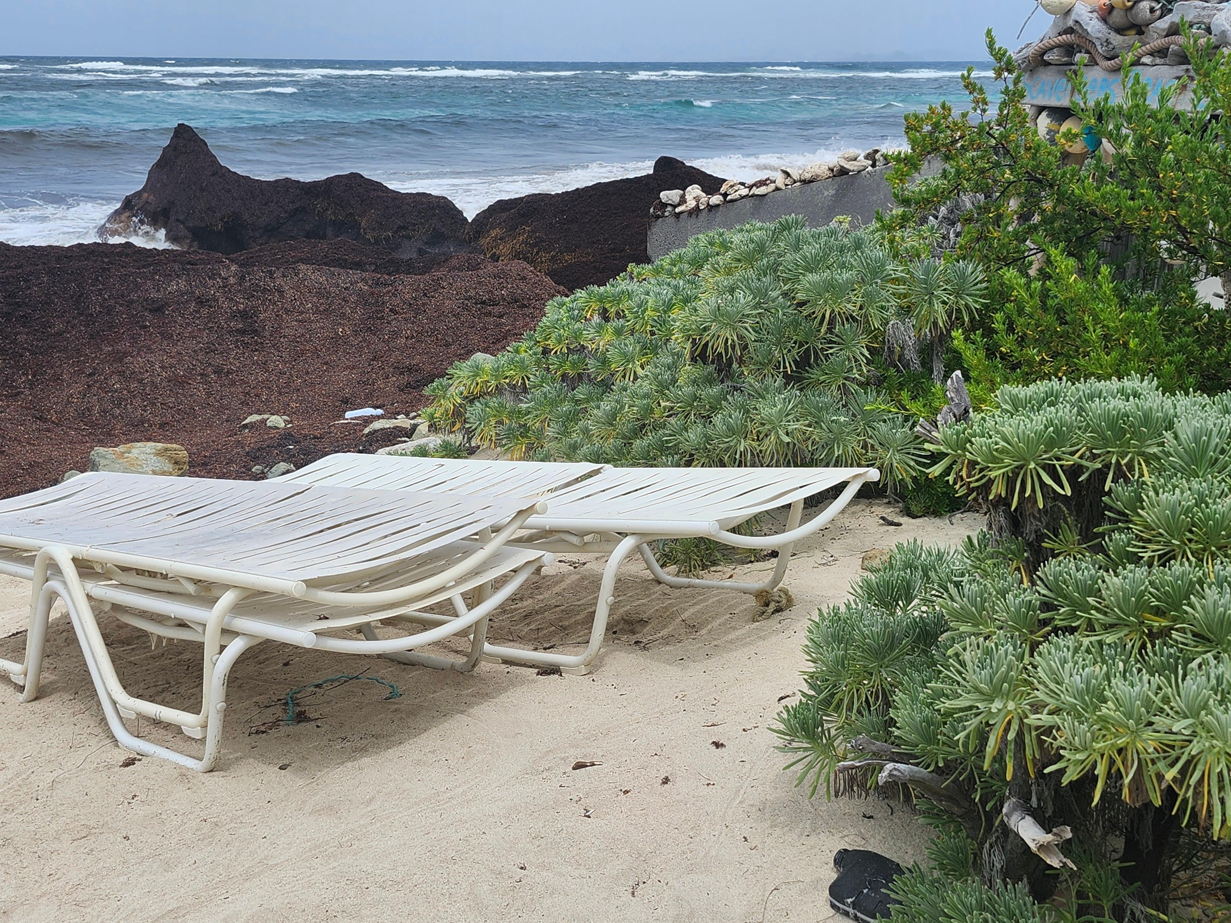 Seaweed at our house