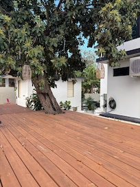 Avocado Tree at side deck