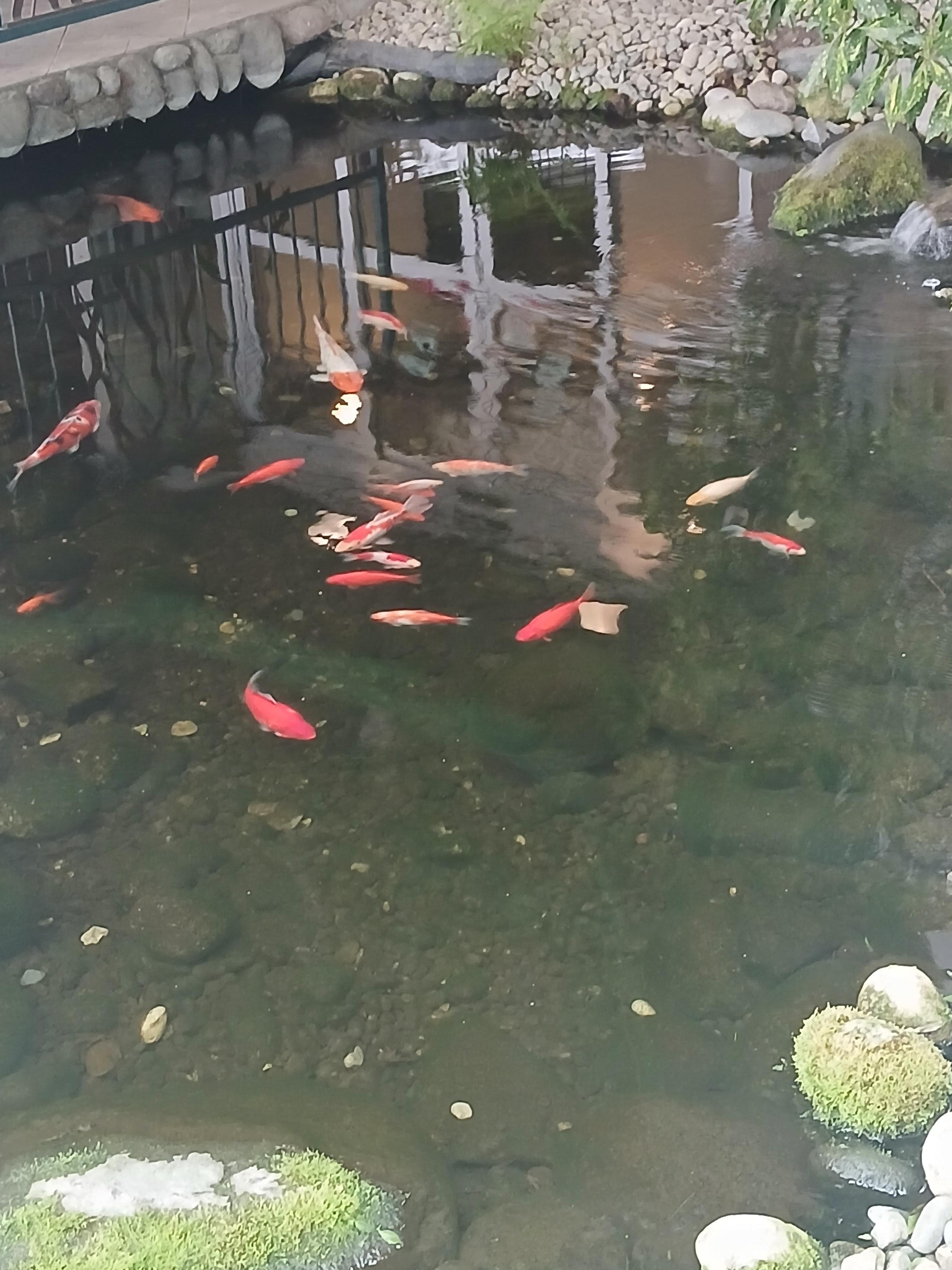 Fish pond