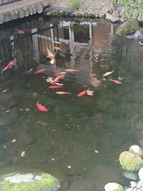 Fish pond