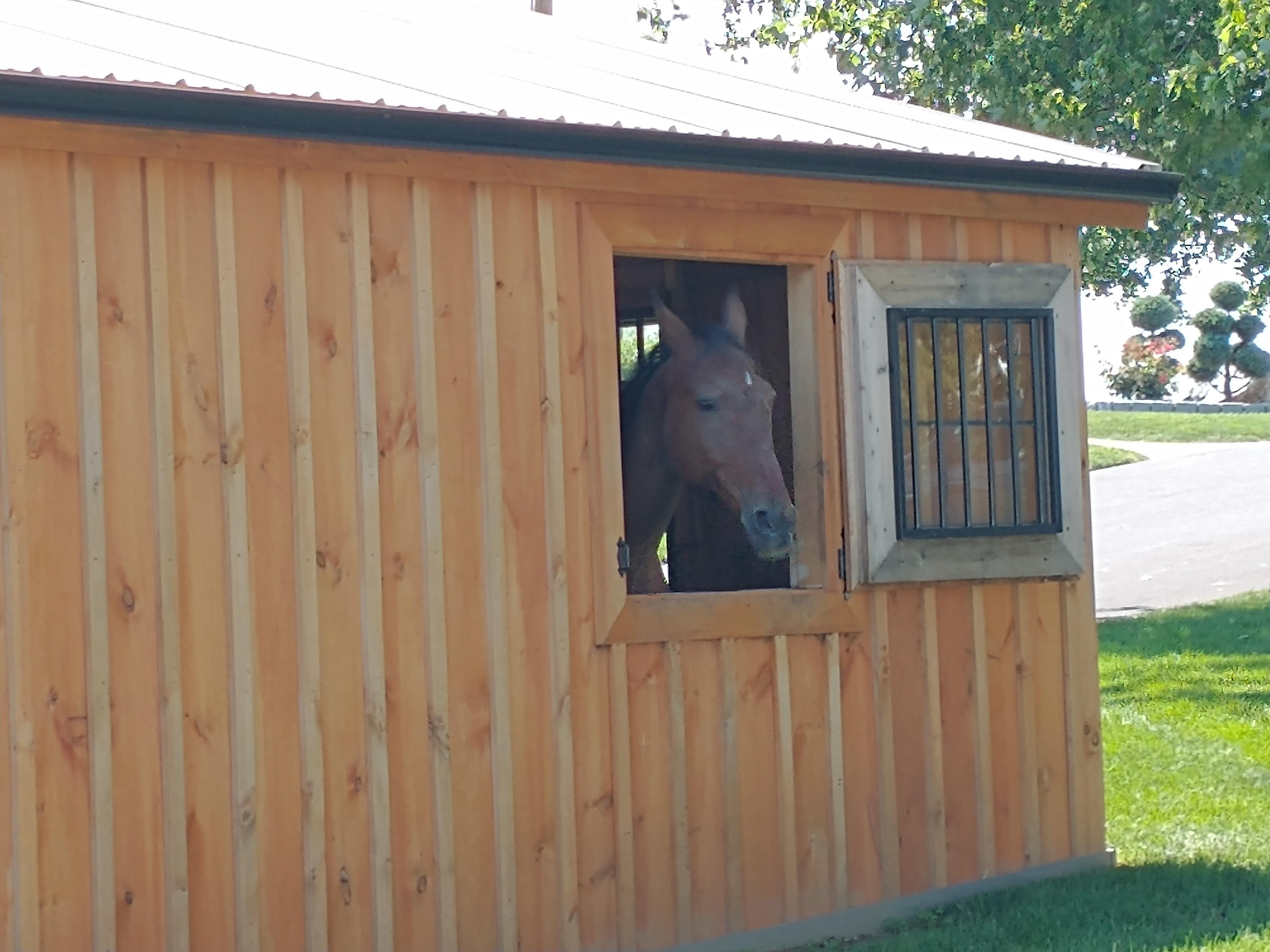 "Neigh"bor