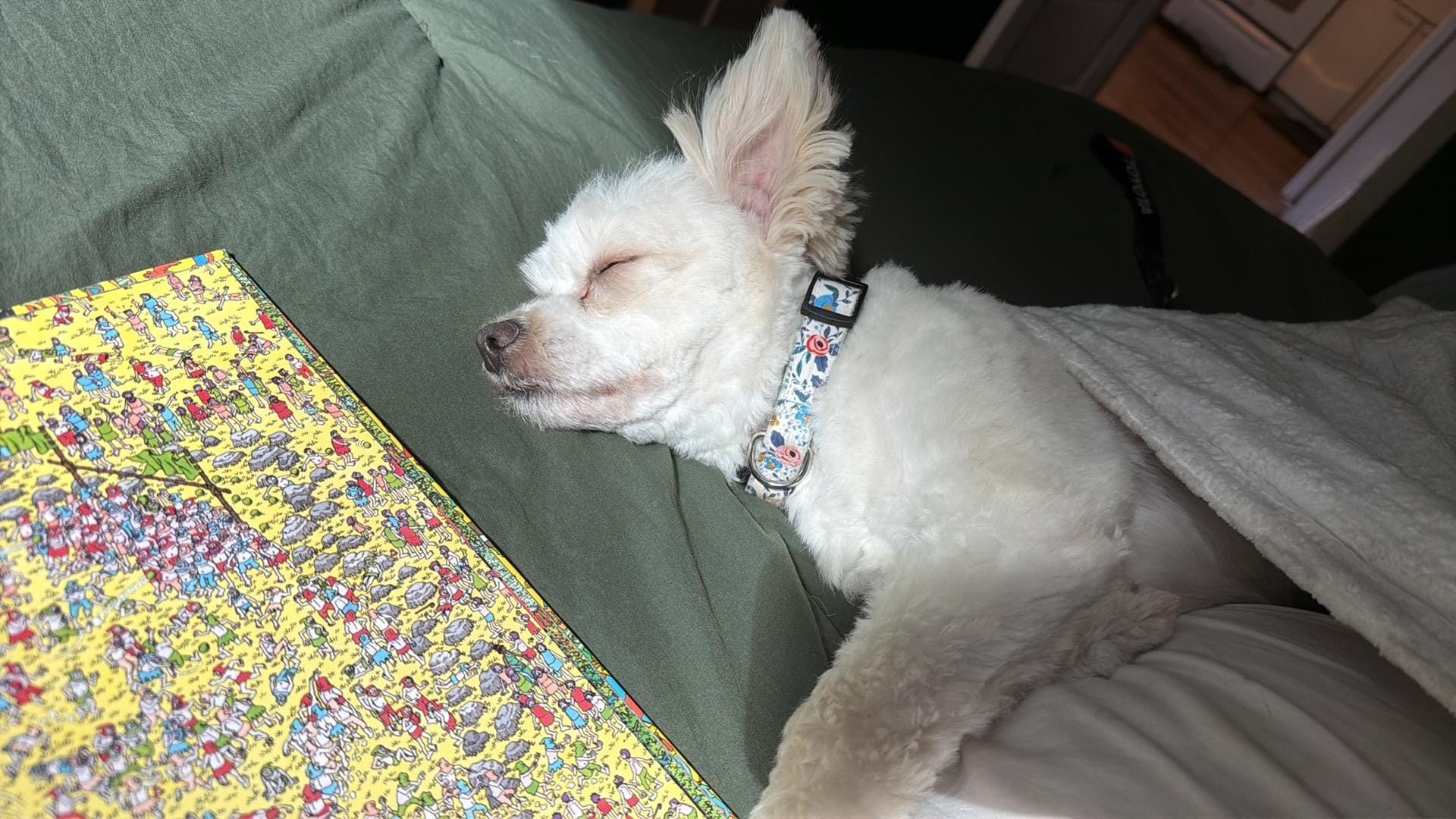 Puppy naps (: 