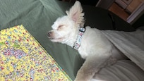 Puppy naps (:
