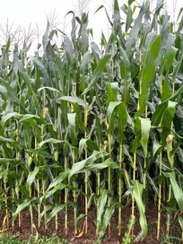 Loves seeing the growing corn outside of the home.