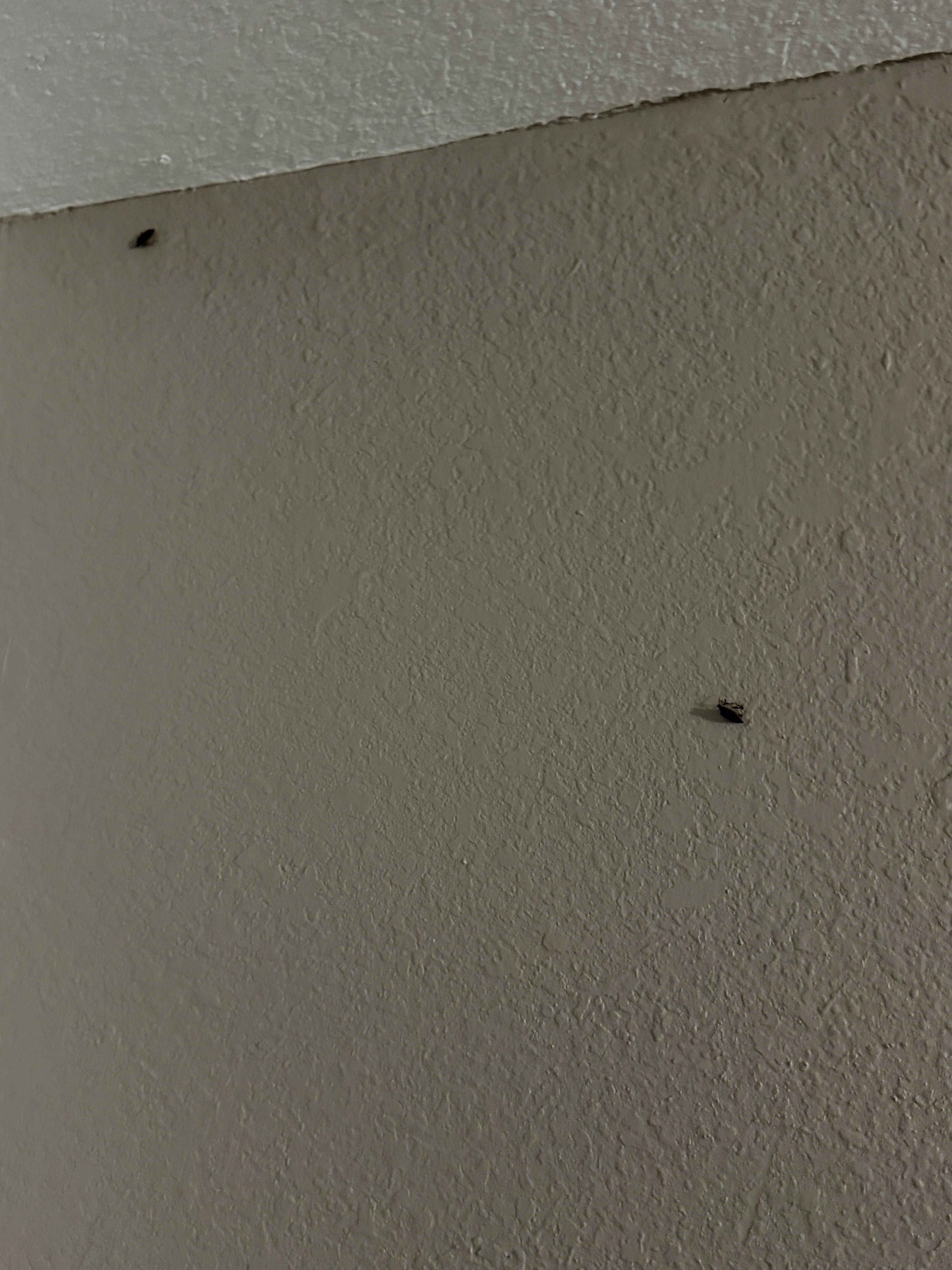 Bugs on the wall