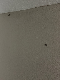 Bugs on the wall