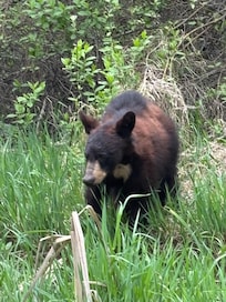 Seen on the road up to the cabin.