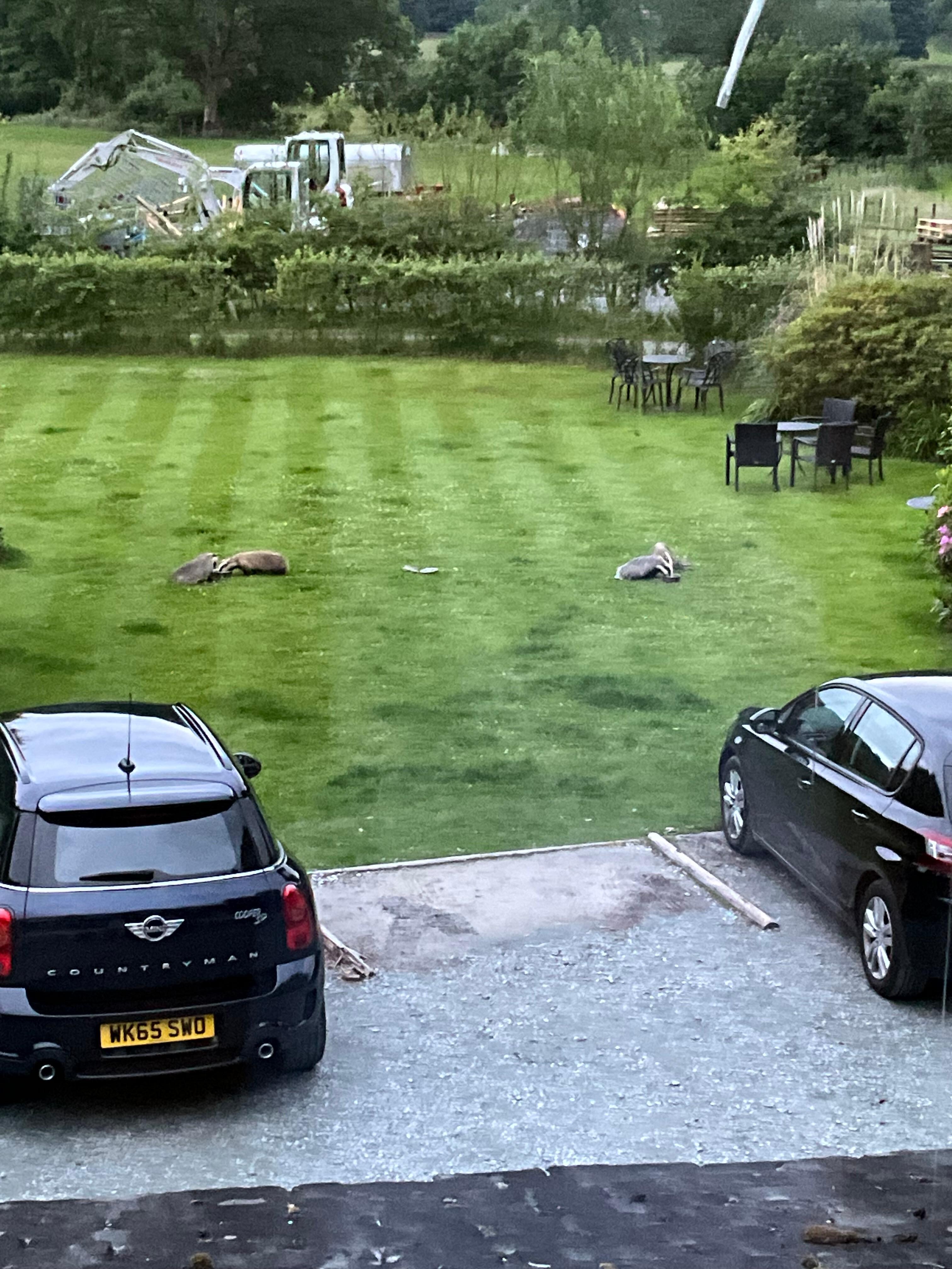 Badgers in the garden having their dinner !