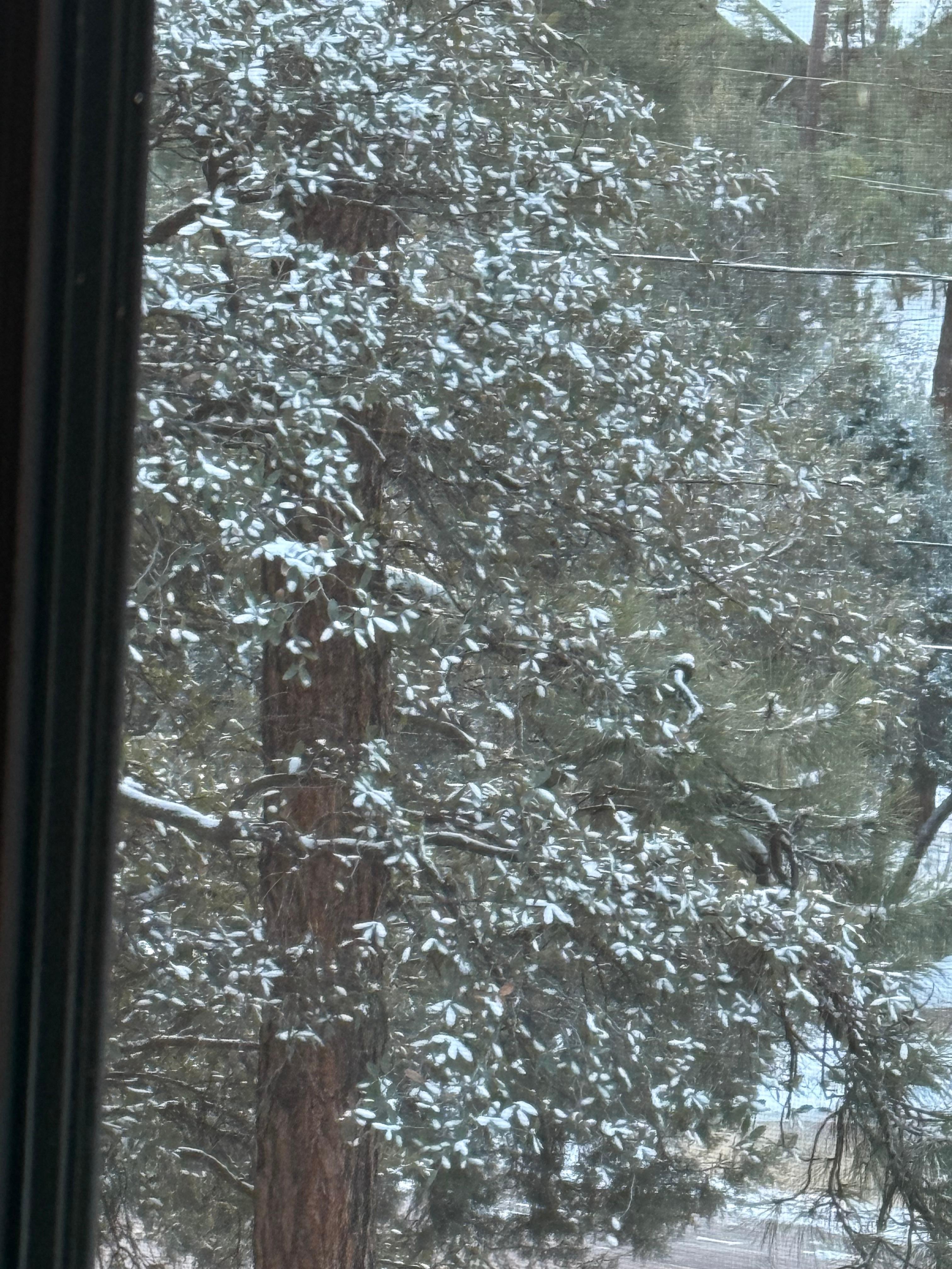 snow on the trees