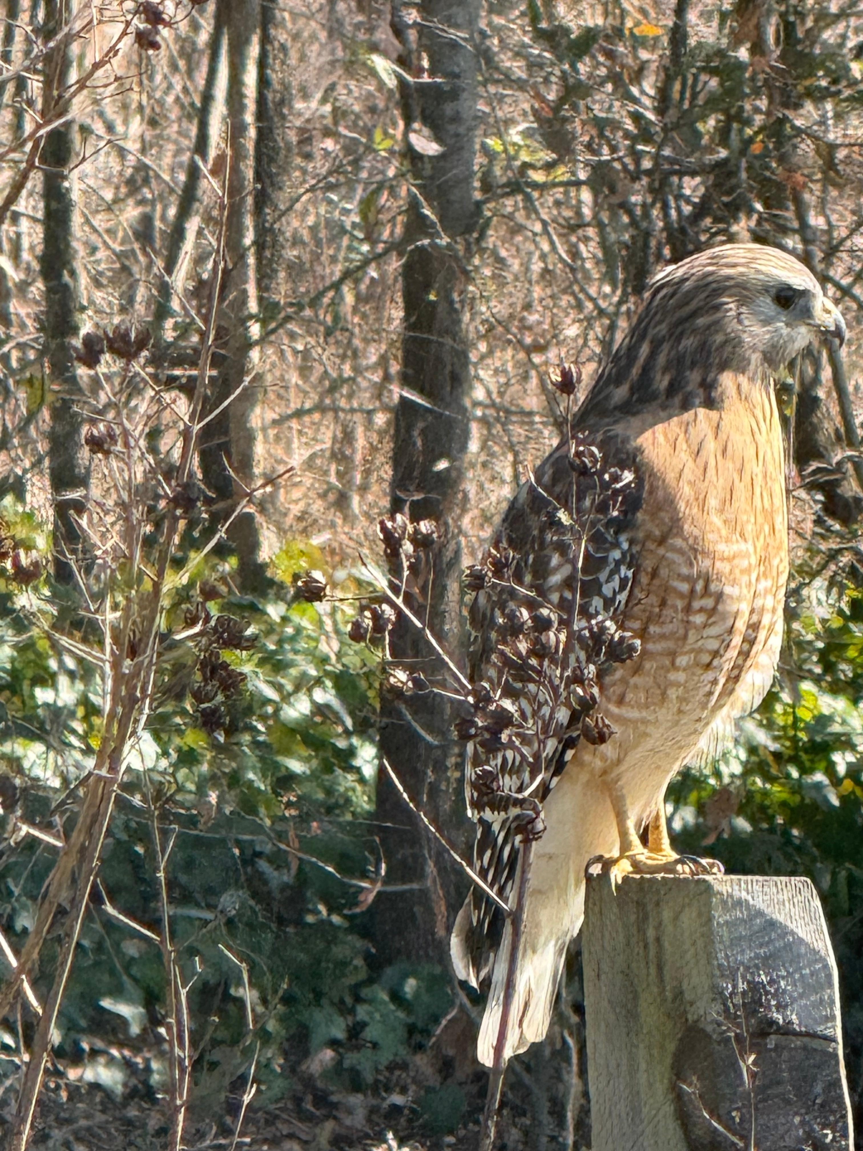 A red shoulder hawk landed on the fence post one day.
