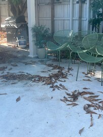 More leaves