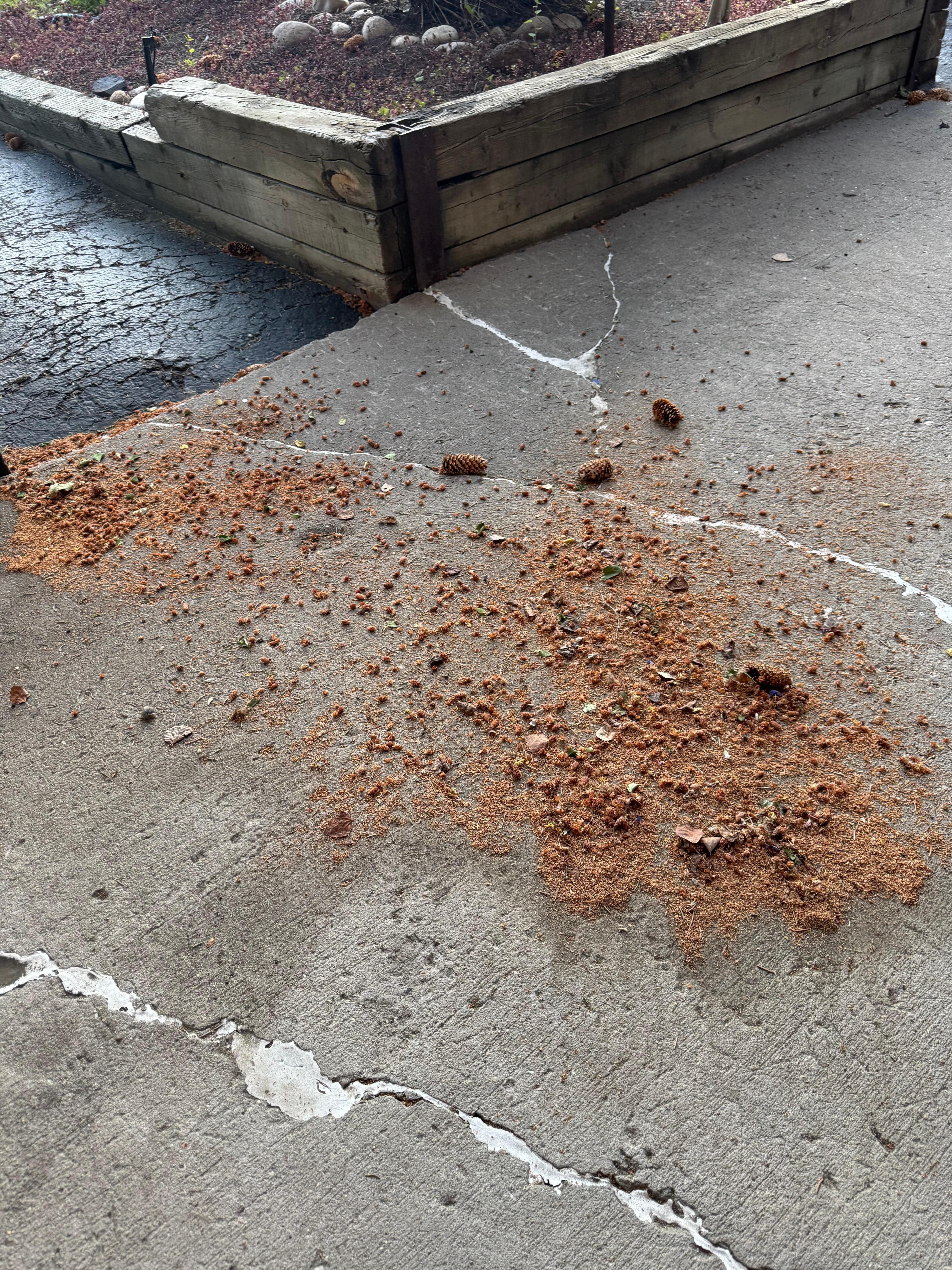 What I swept up on the front porch area