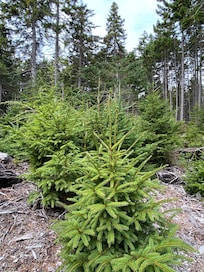 Peaceful hike through the forest.