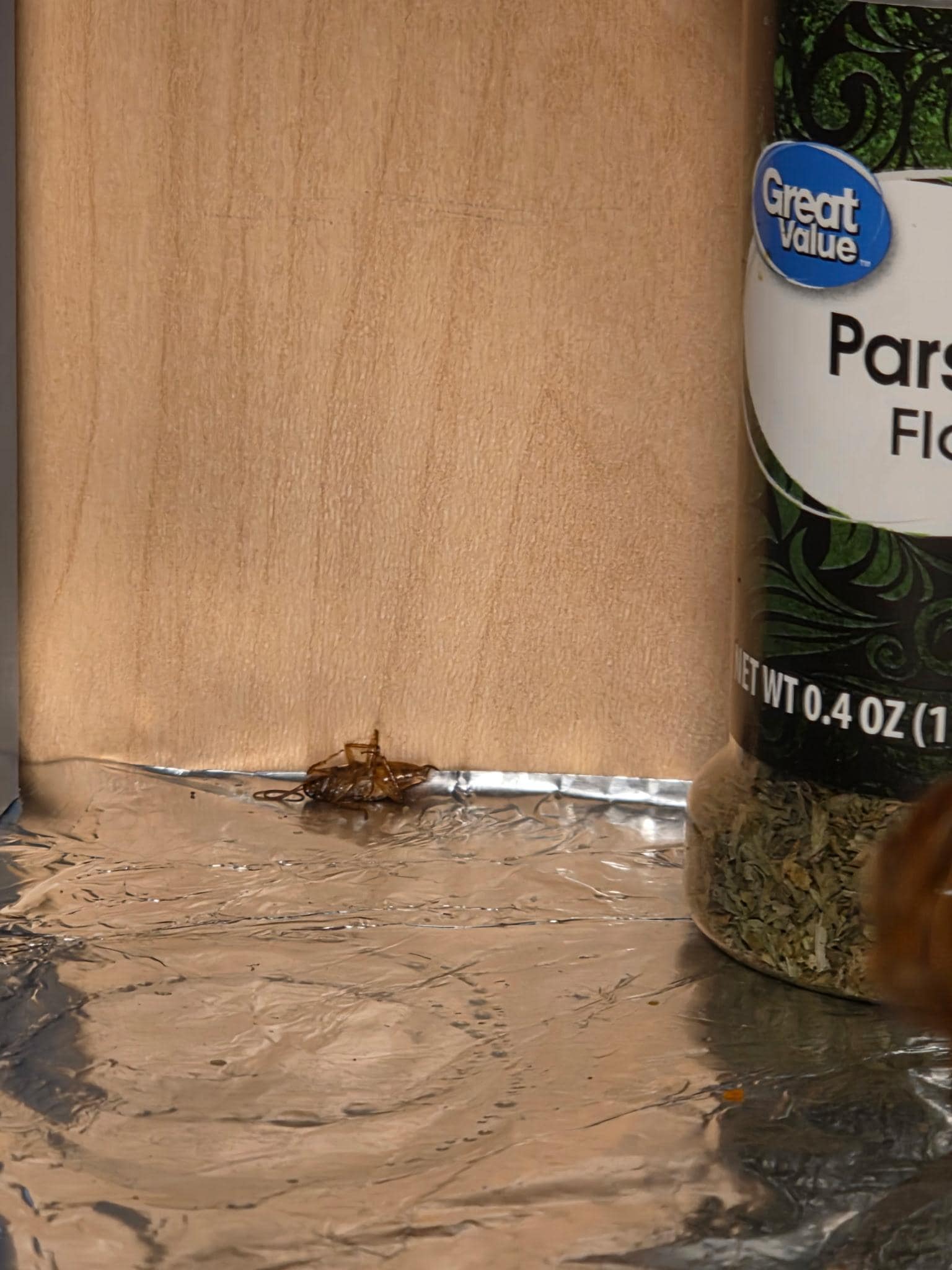 Roach in kitchen cabinet.  It was alive.