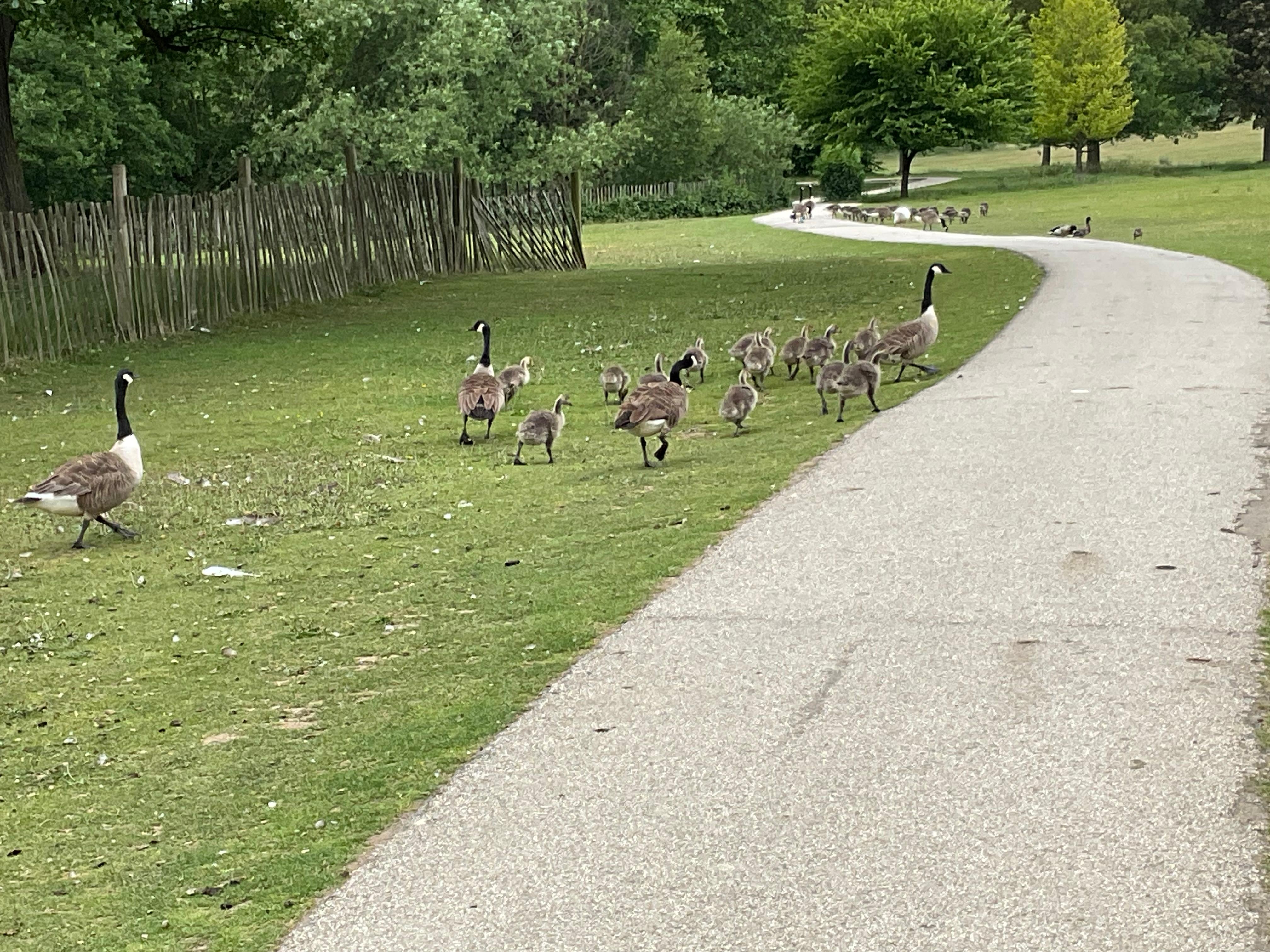 Following the leader in the grounds of Cannon Hall