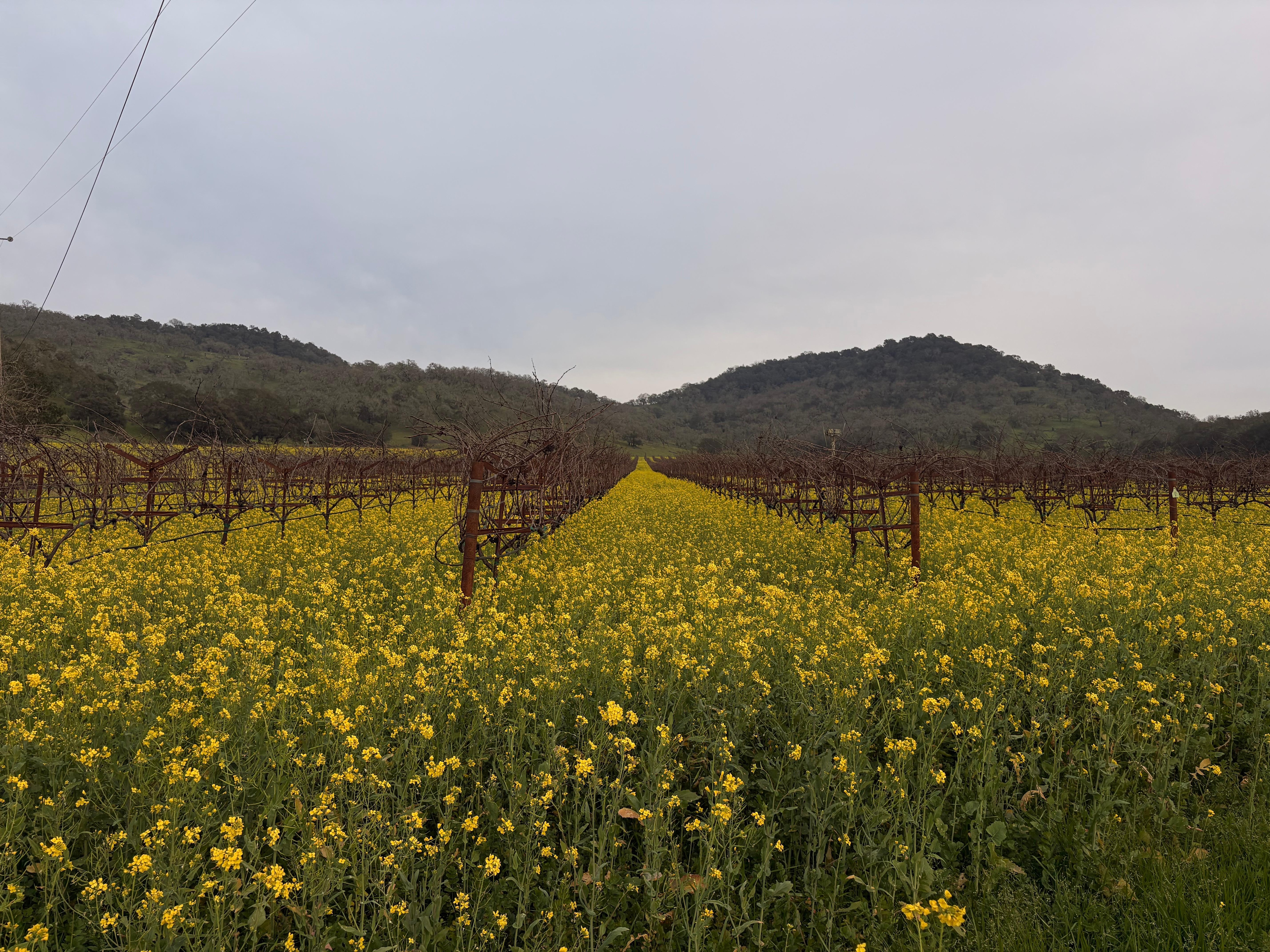Wine vineyards near our stay