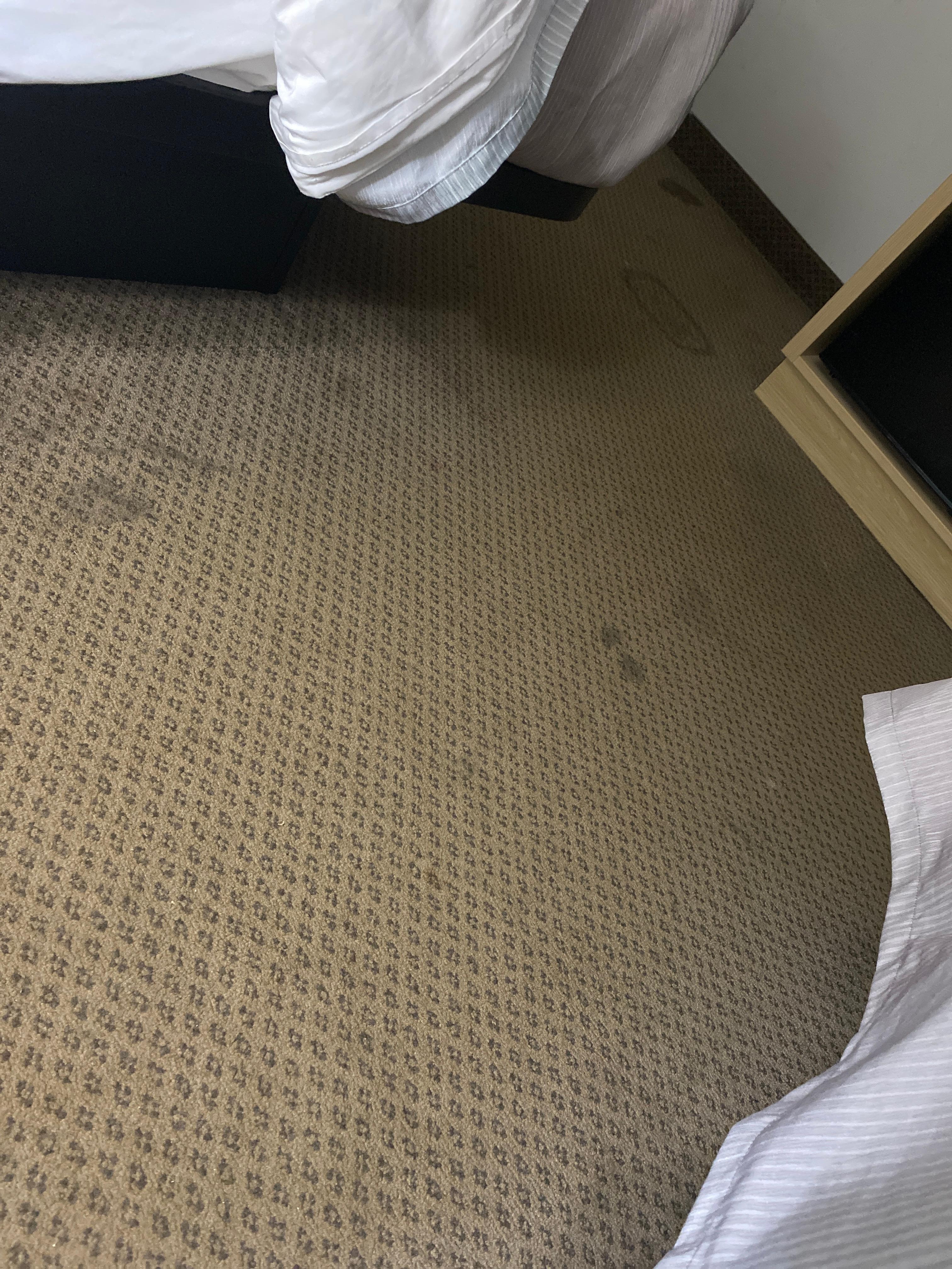 Stains on carpet everywhere!