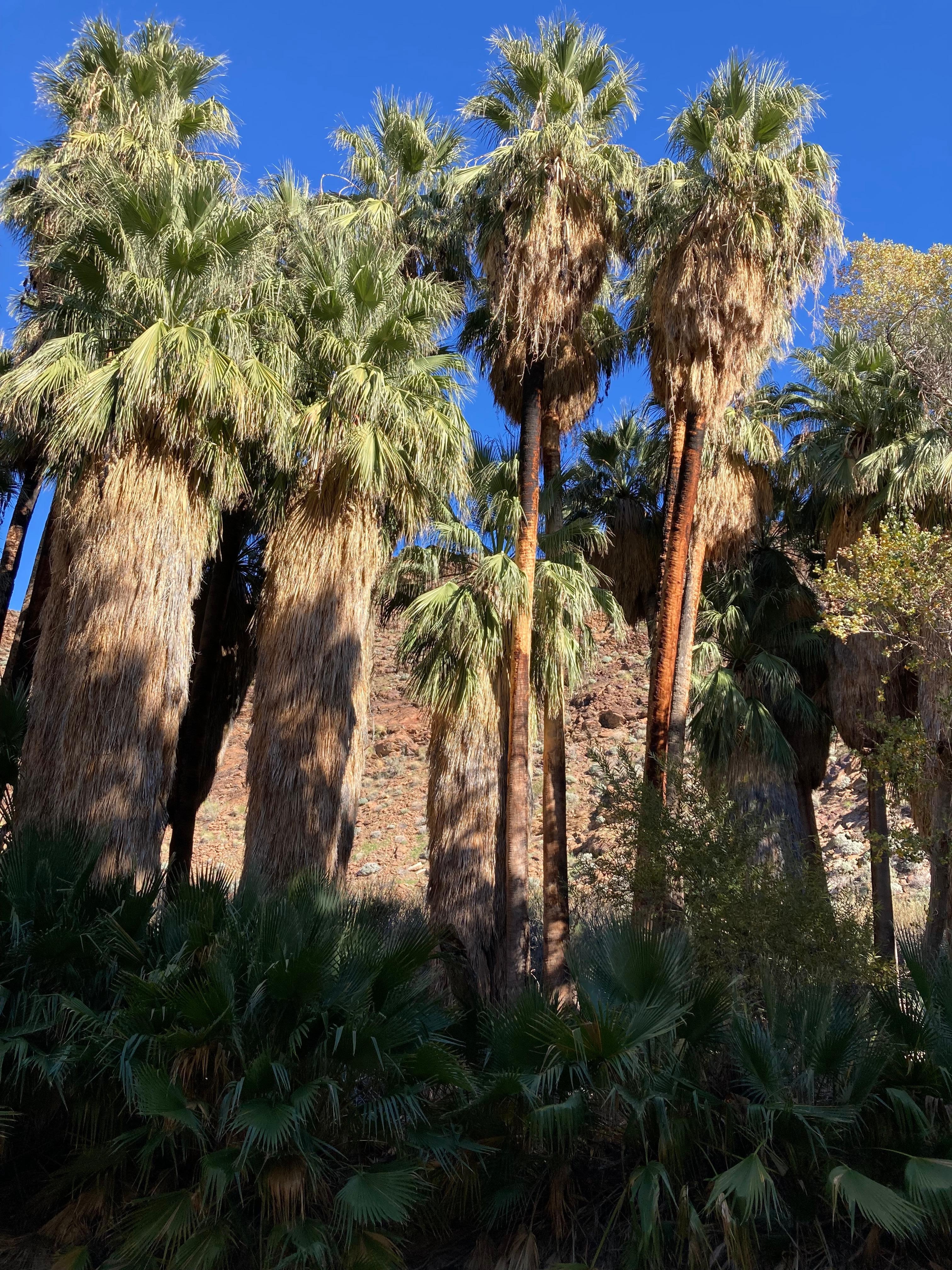 Palm Canyon oasis