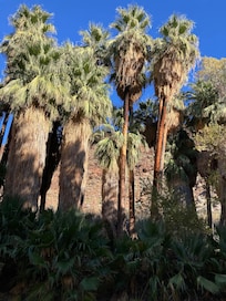 Palm Canyon oasis