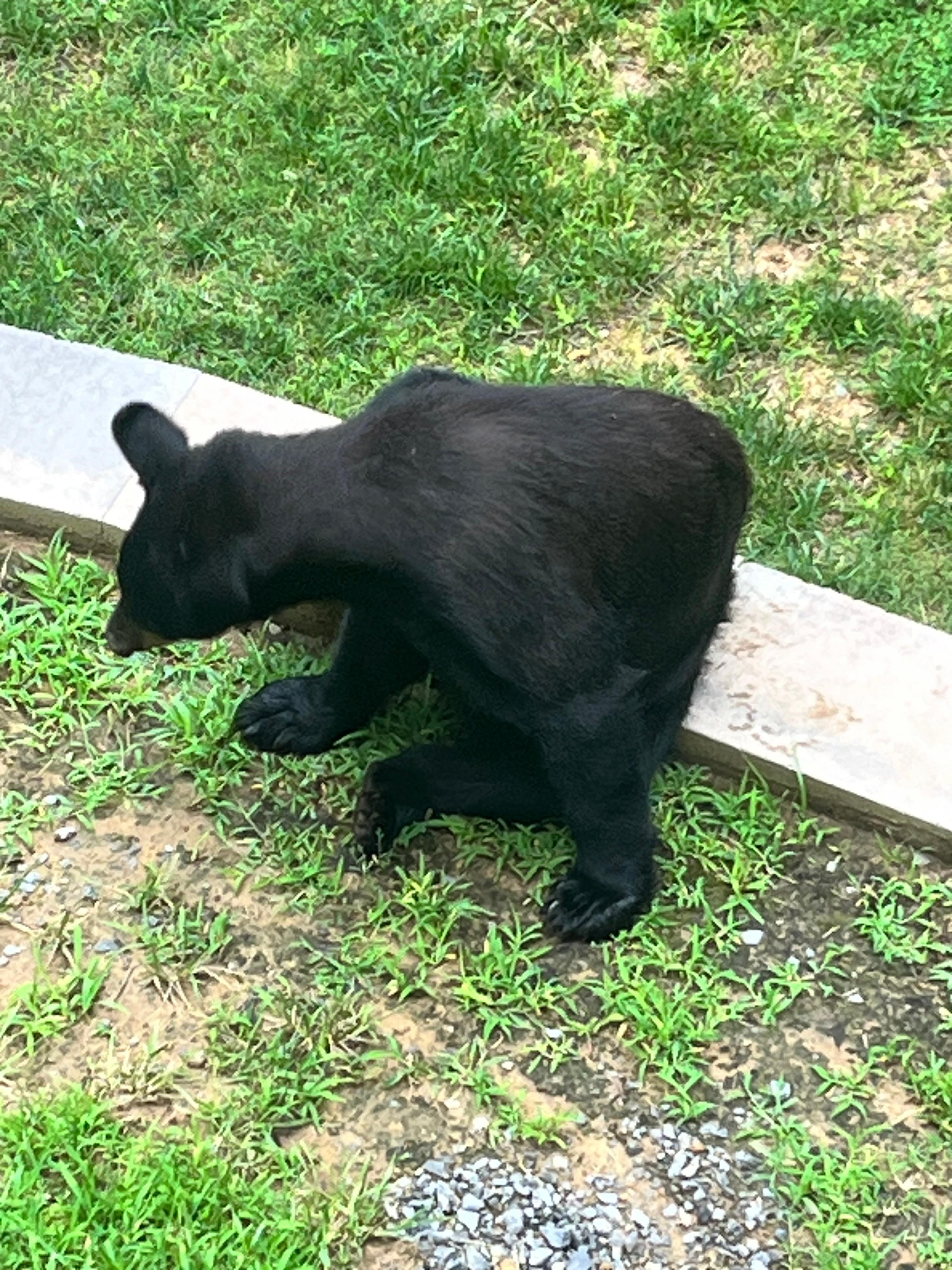 Our visitor in the back yard 