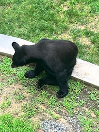 Our visitor in the back yard