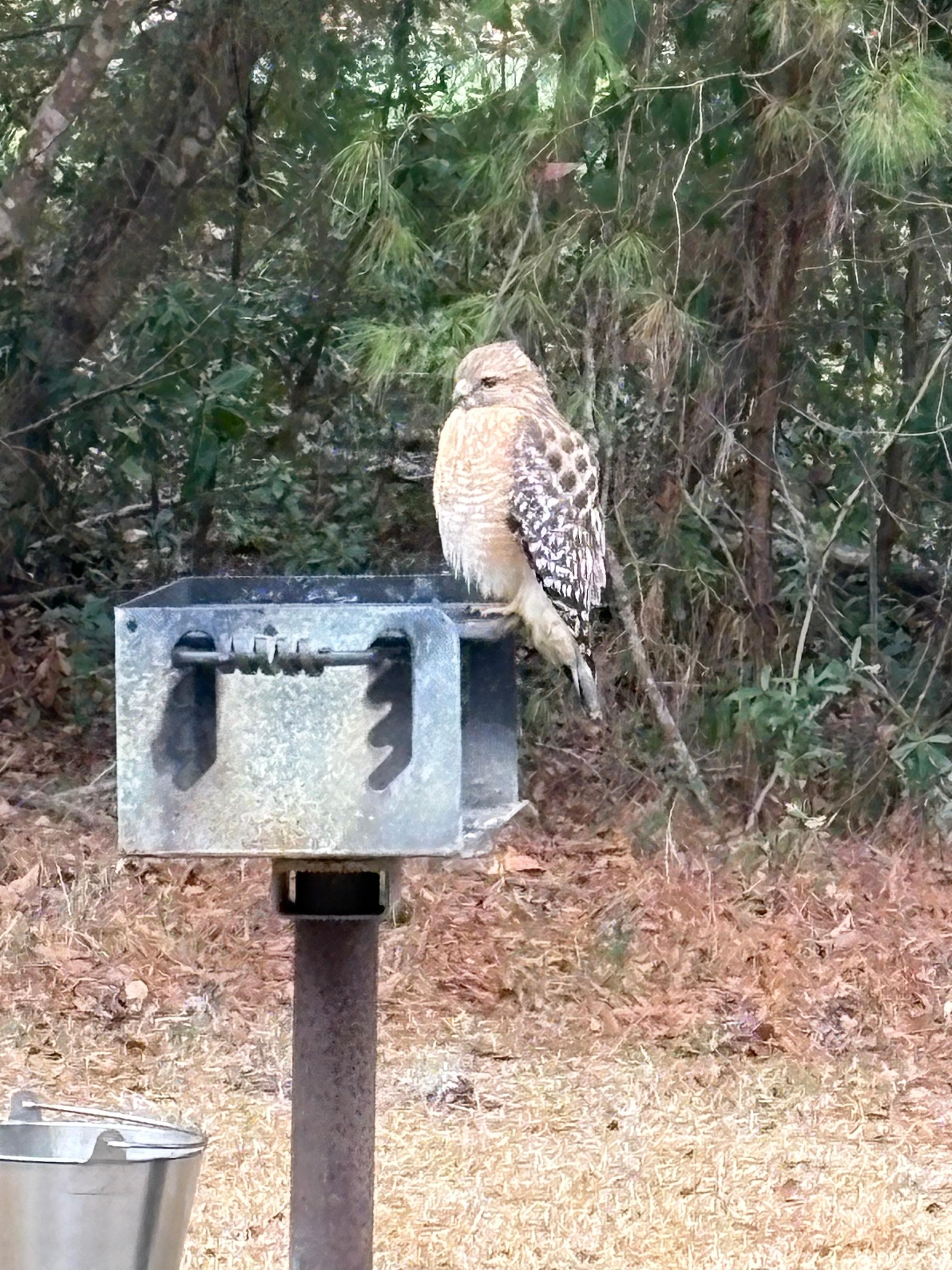 A Hawk on the grill behind the condo