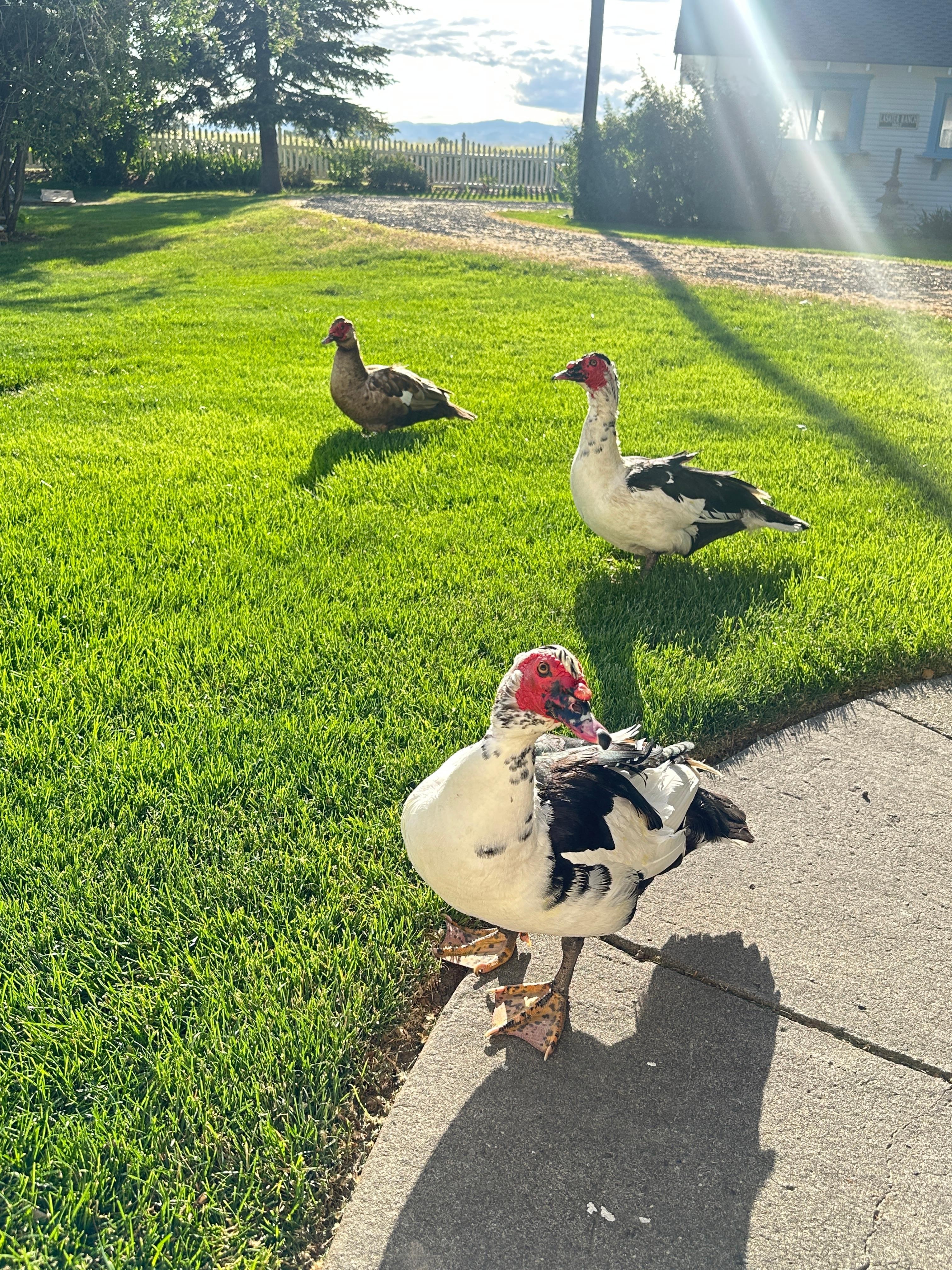 Ducks agains 