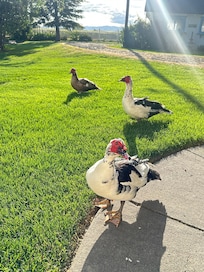 Ducks agains