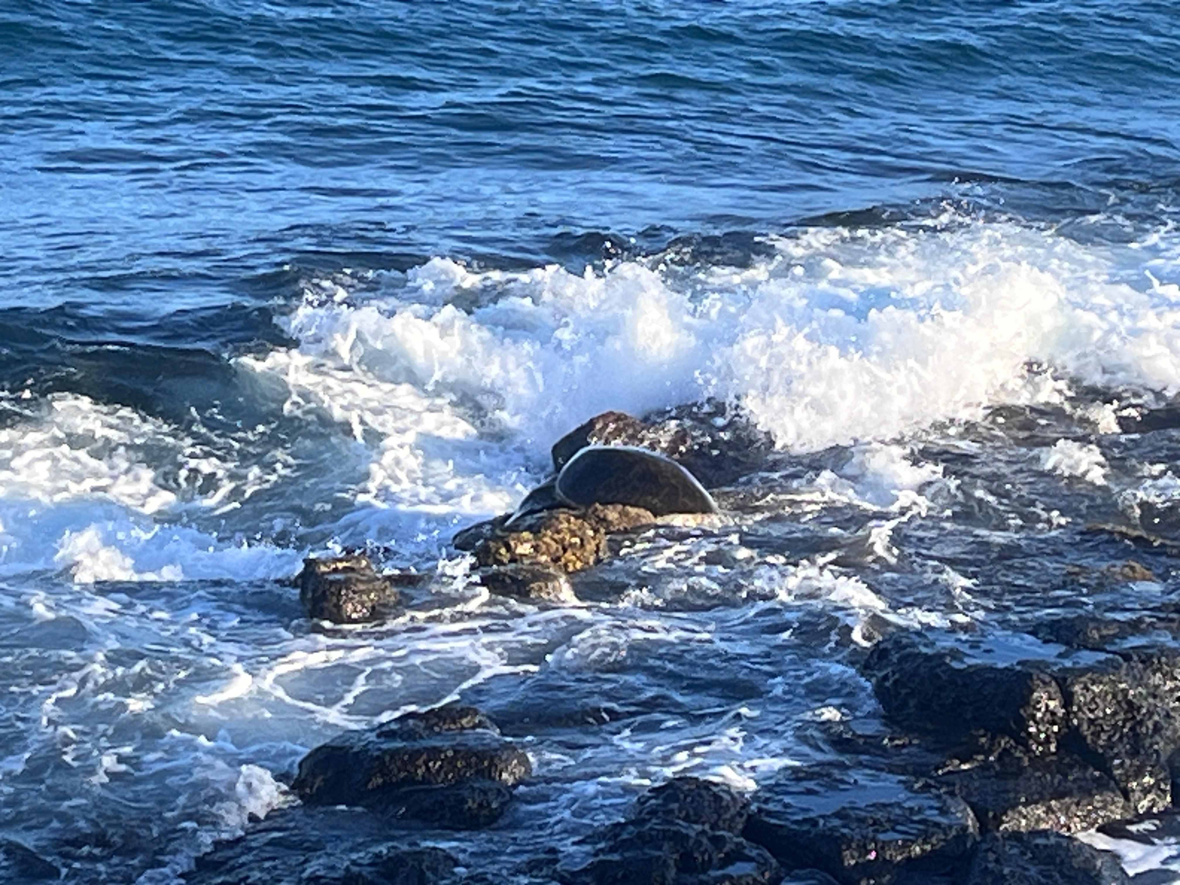 Turtles right outside your door ALL DAY!