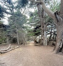 Cypress tunnel nearby.