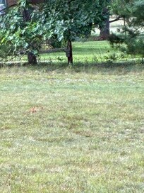 Wild turkeys in the yard.