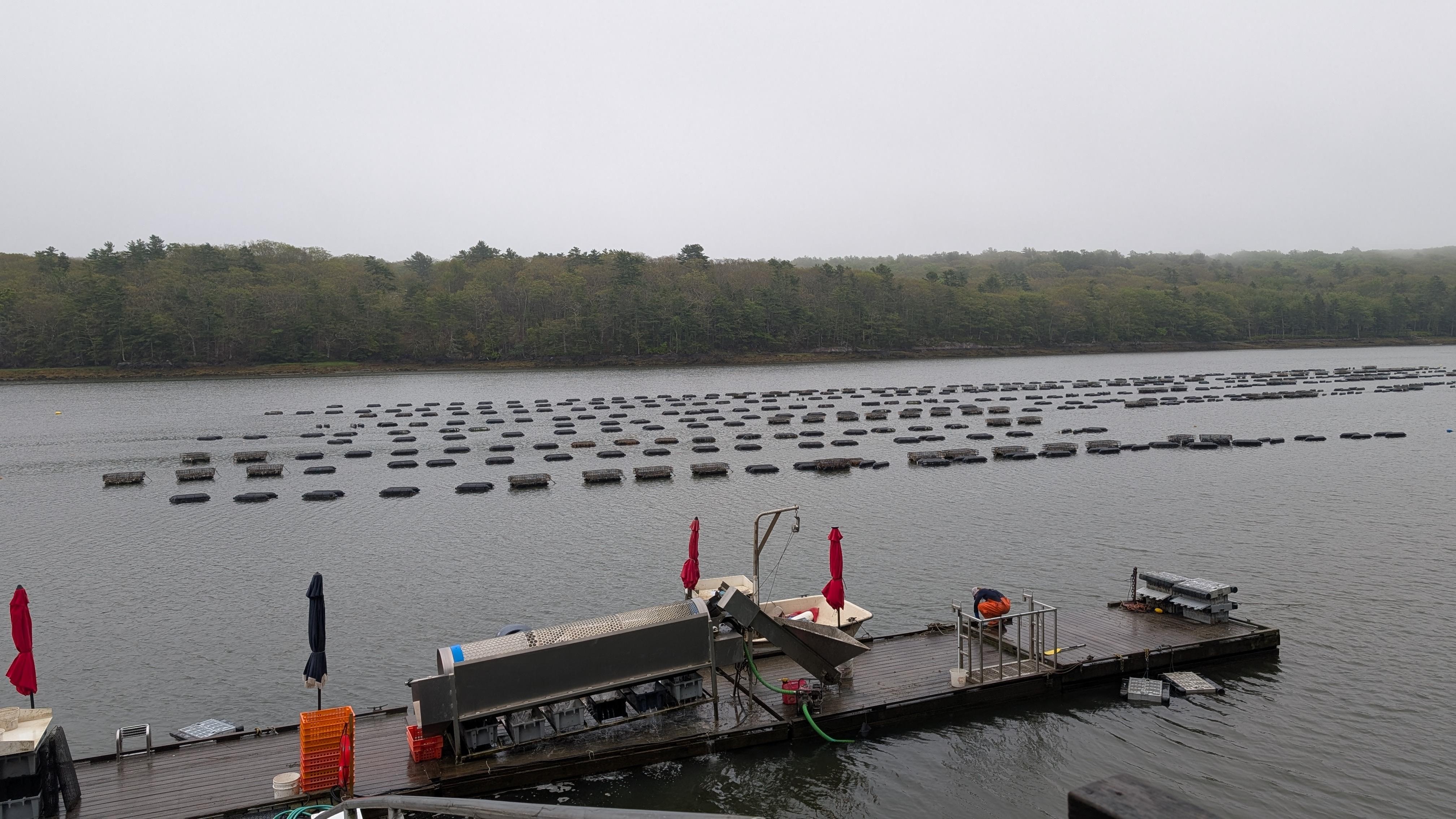 Eros Oyster Farm, just down the road! The tour was great, the oysters delicious! 