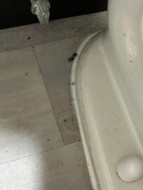Dirt around toilet