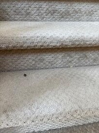 Lots of junk on the carpet throughout the home. I don't think it got vacuumed.
