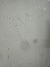 The stains on the sheet the first night.