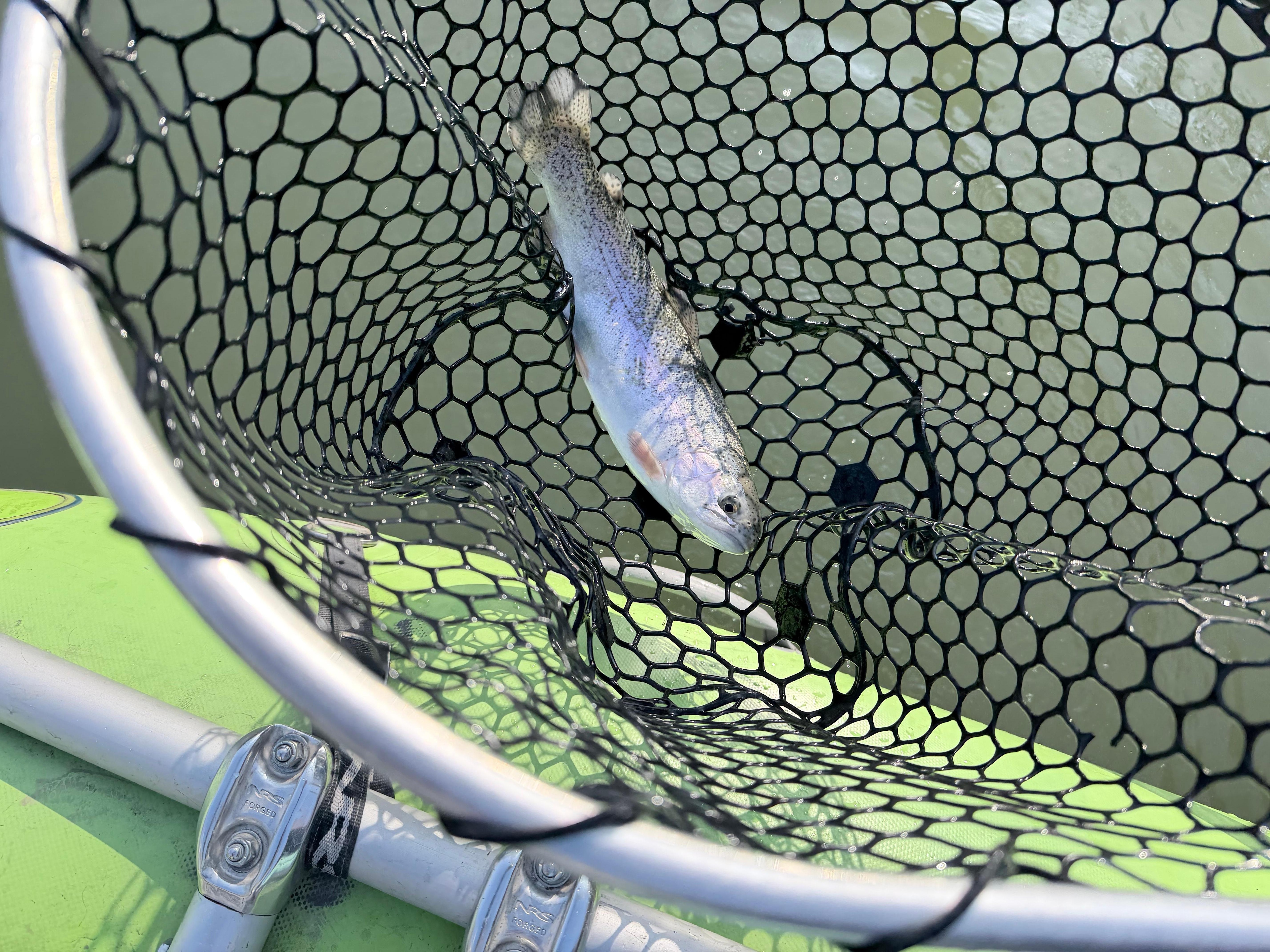 Catching the rainbow 