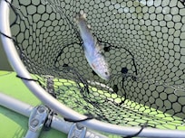 Catching the rainbow