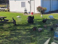 Farm Morning Welcome Party