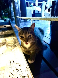1 of 6 pet cats