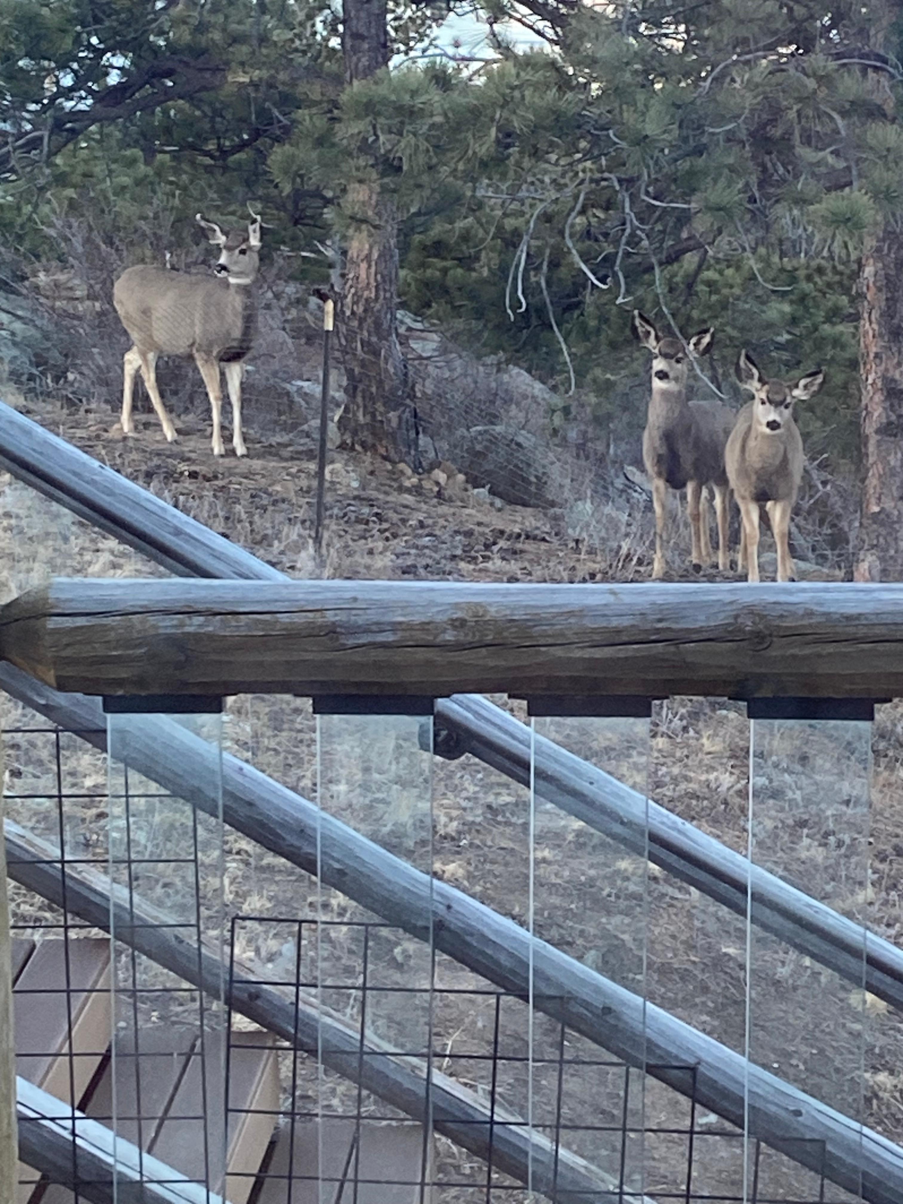 Great surprise during morning coffee 