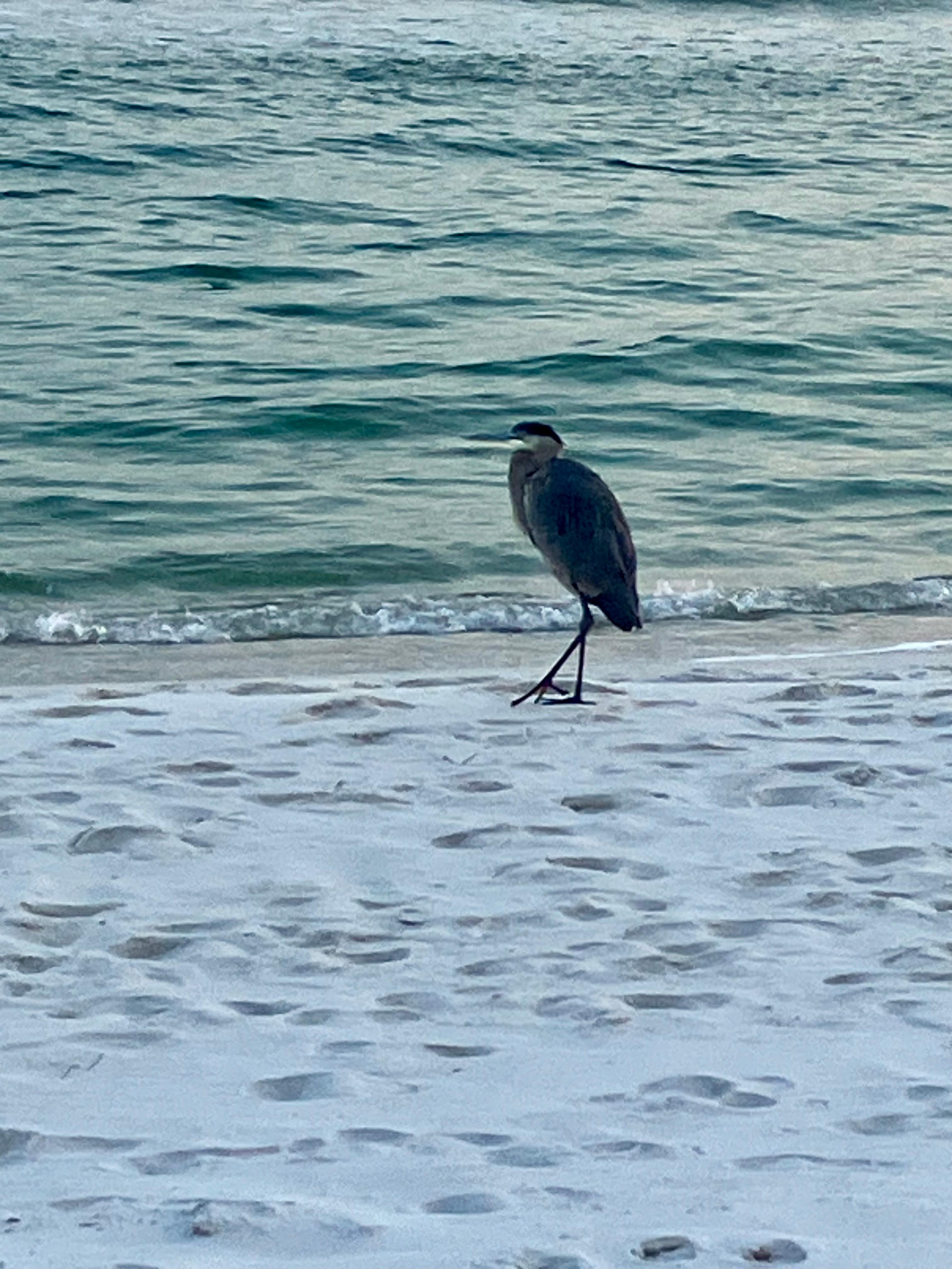 This heron was quite unafraid. 