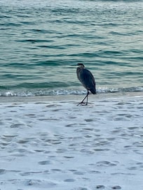 This heron was quite unafraid.