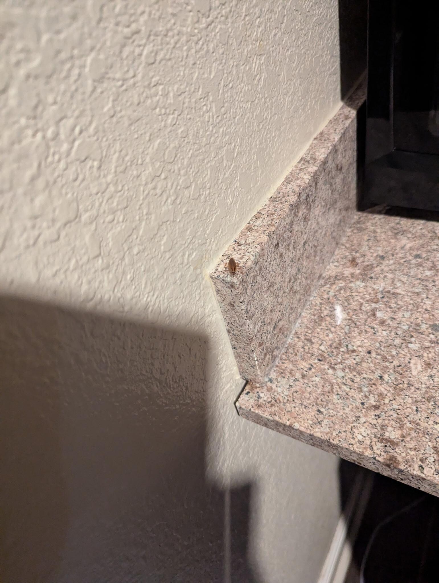 Cockroach near microwave. 😞