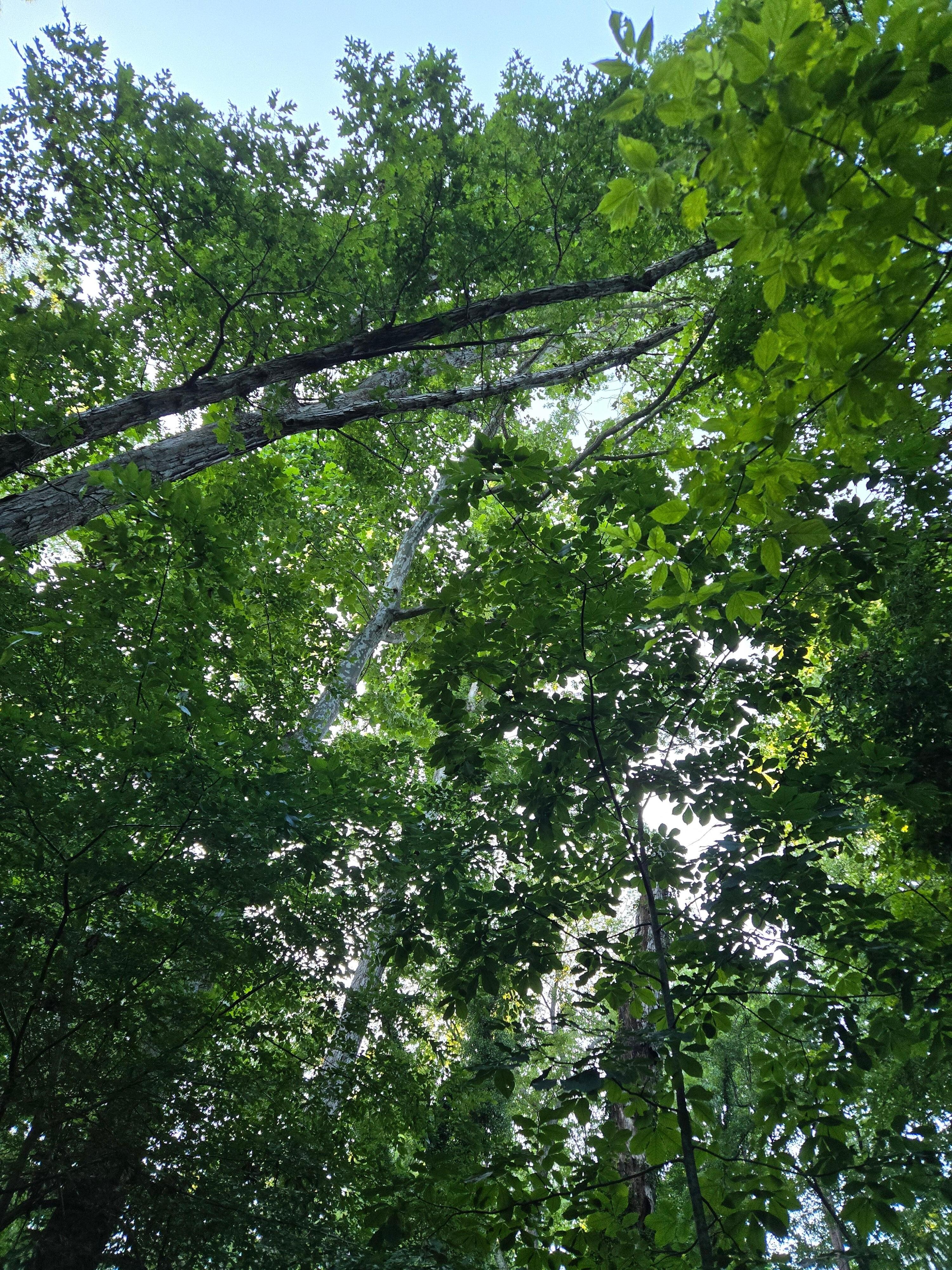 Trees out back along trail to water. 