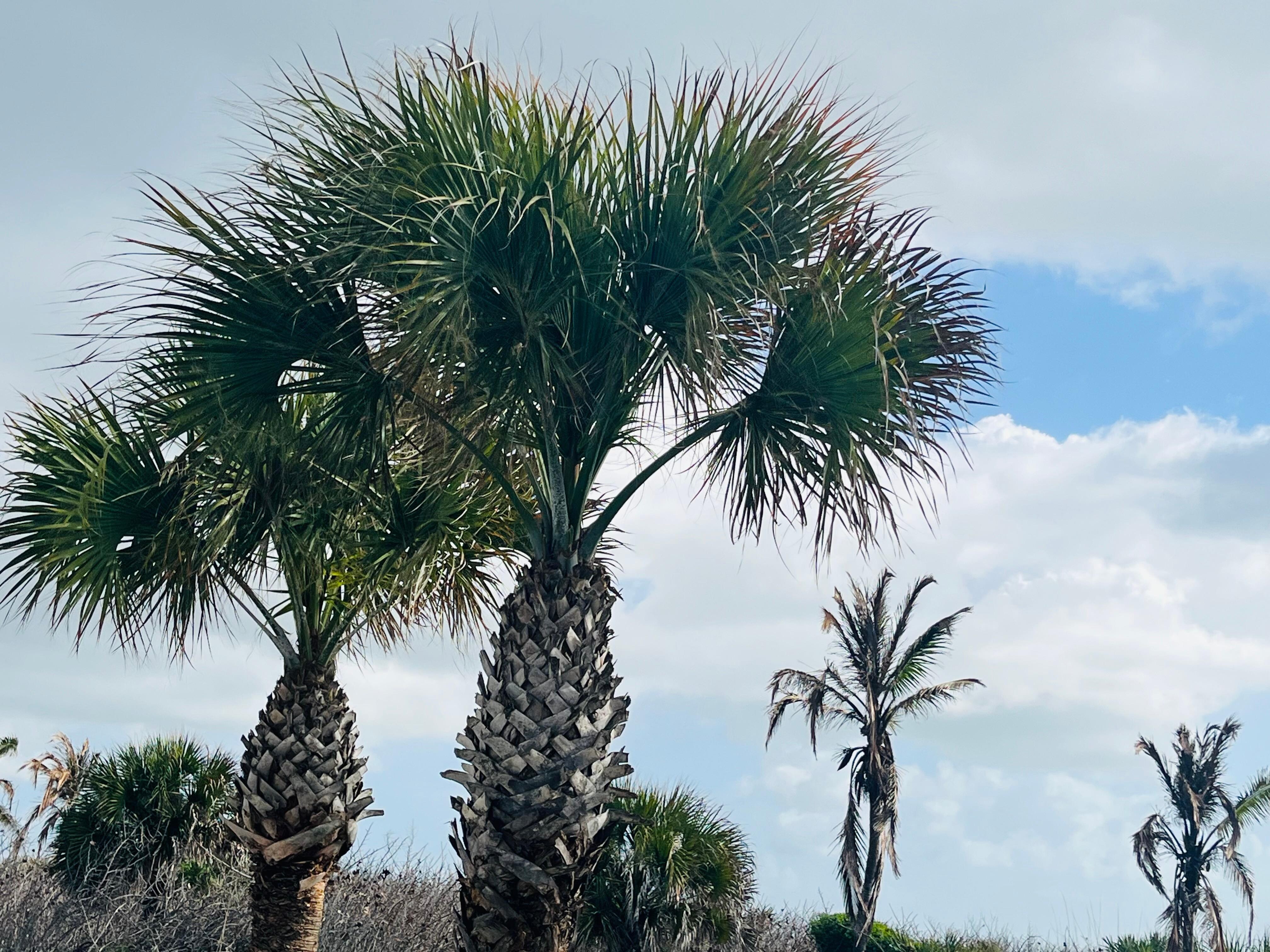Palm Trees at The Marlin condos