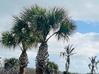 Palm Trees at The Marlin condos