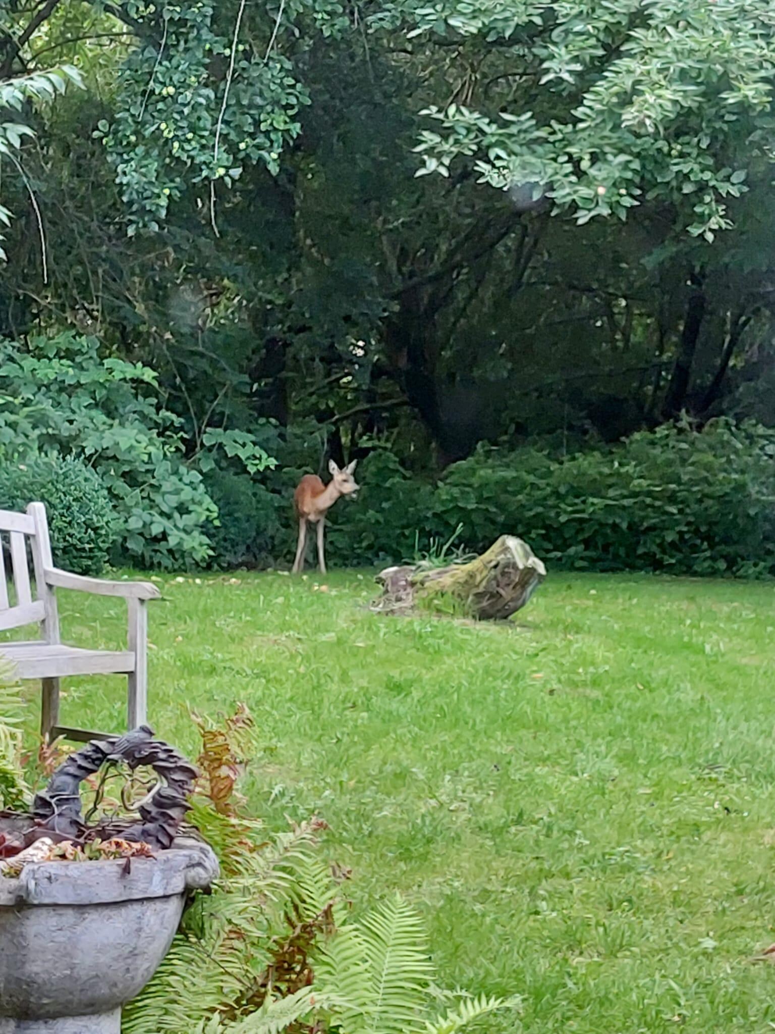 Fast jeden Abend hat uns ein Reh besucht.
