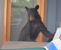 This is Bob. You can see my reflection in the door glass from the hot tub
He was opening our empty coolers.